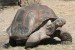želva sloní